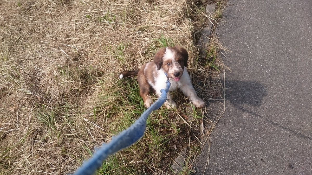 Wäller von der Straubenhalde