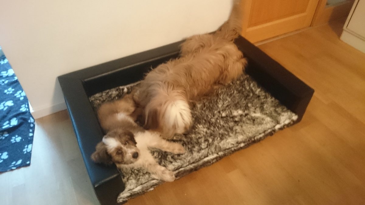 Wäller von der Straubenhalde