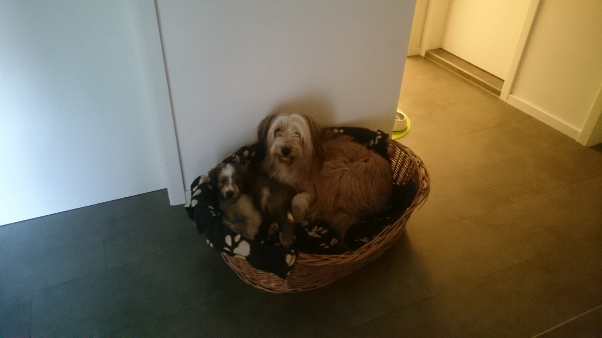 Wäller von der Straubenhalde