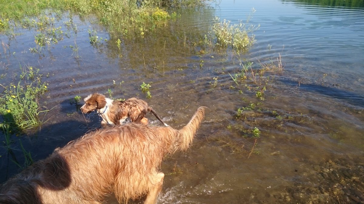 Wäller von der Straubenhalde