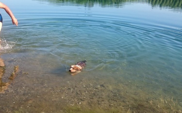 Wäller von der Straubenhalde