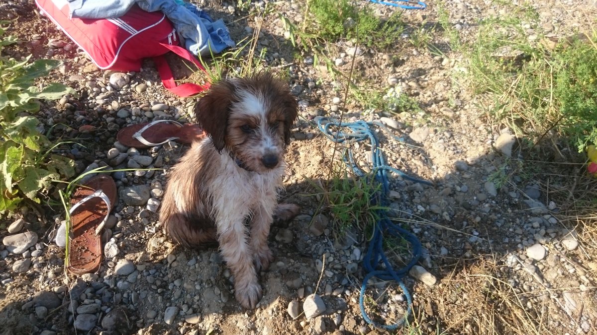 Wäller von der Straubenhalde