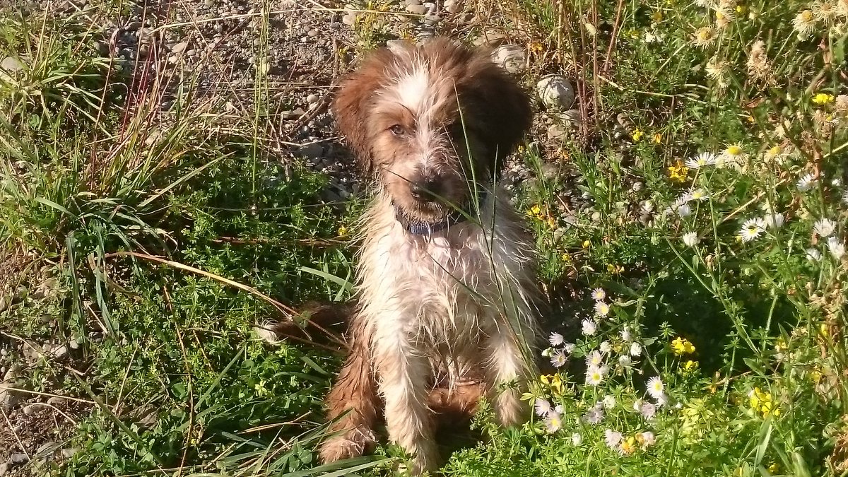 Wäller von der Straubenhalde