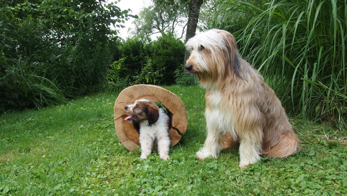 Wäller von der Straubenhalde