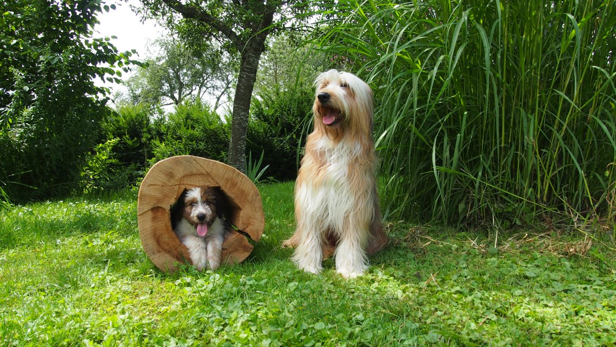 Wäller von der Straubenhalde