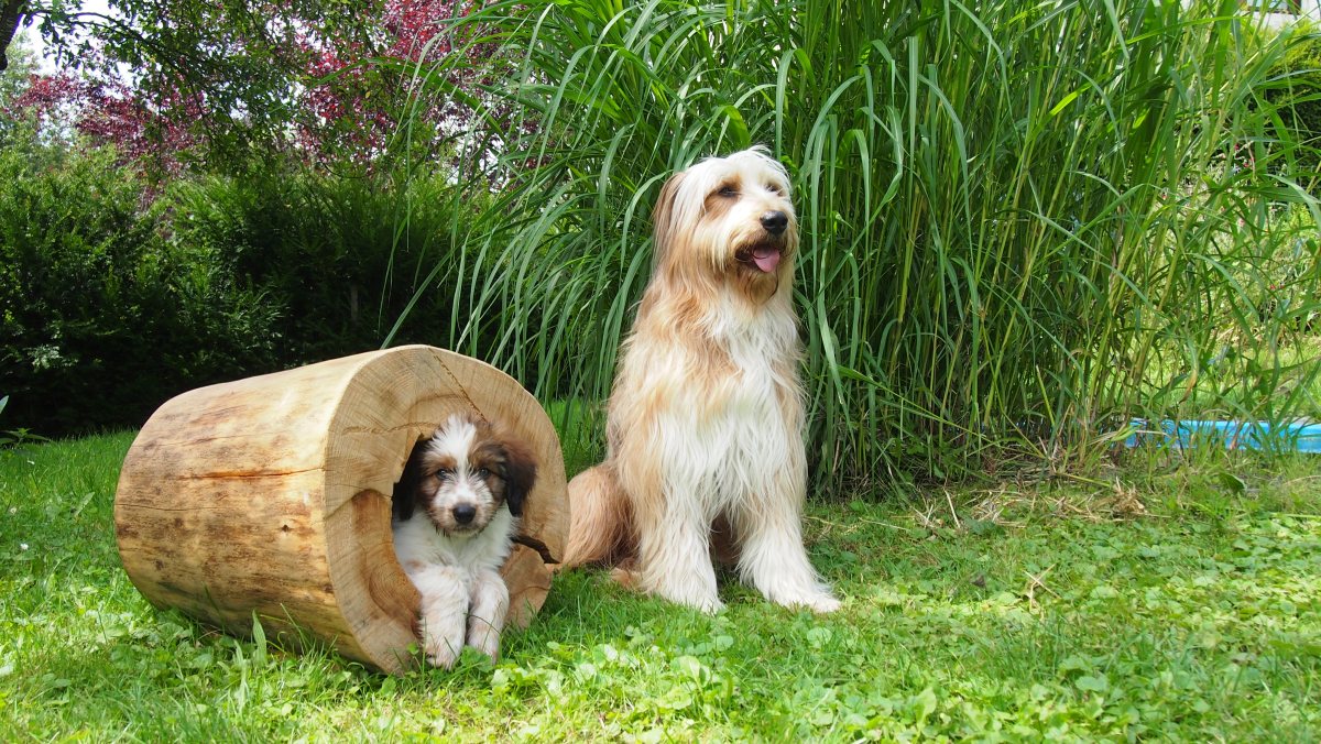 Wäller von der Straubenhalde