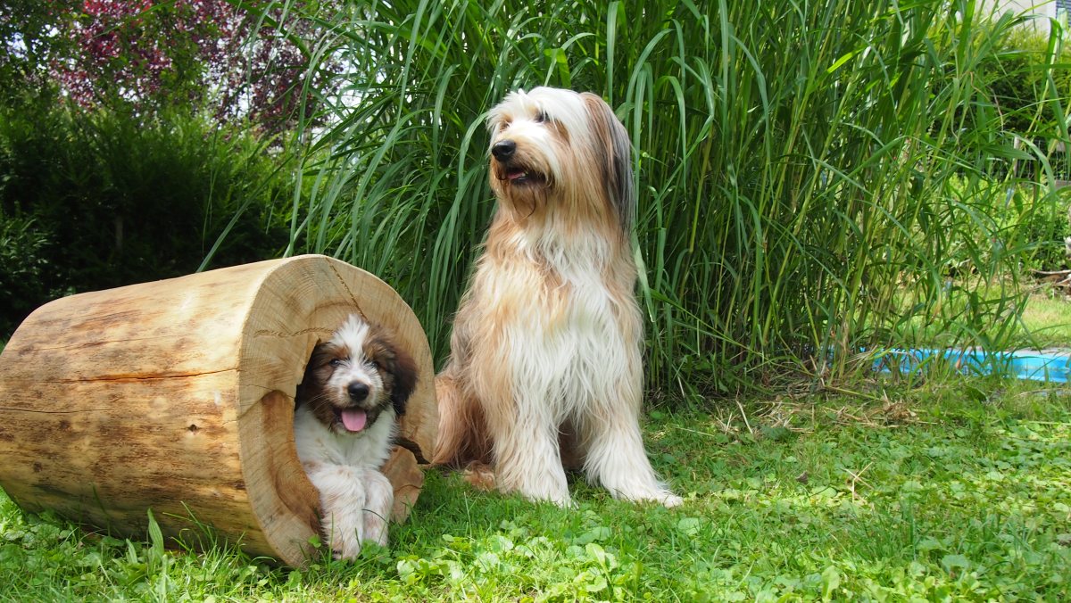 Wäller von der Straubenhalde