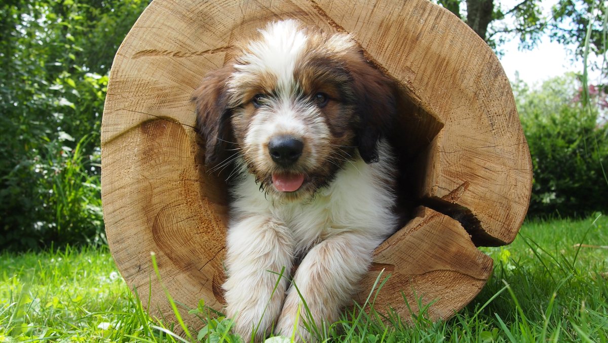 Wäller von der Straubenhalde