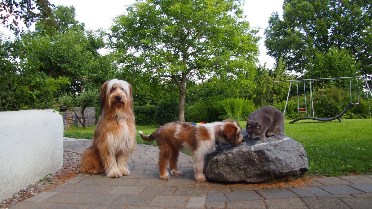 Wäller von der Straubenhalde