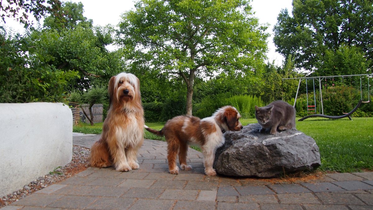 Wäller von der Straubenhalde