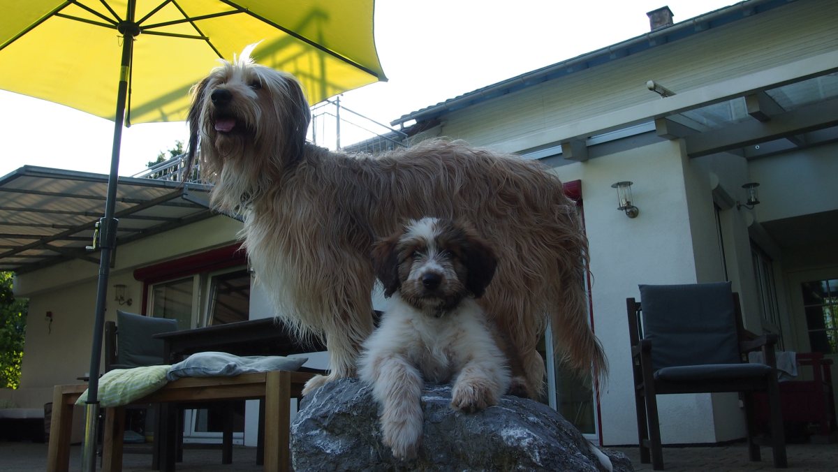 Wäller von der Straubenhalde