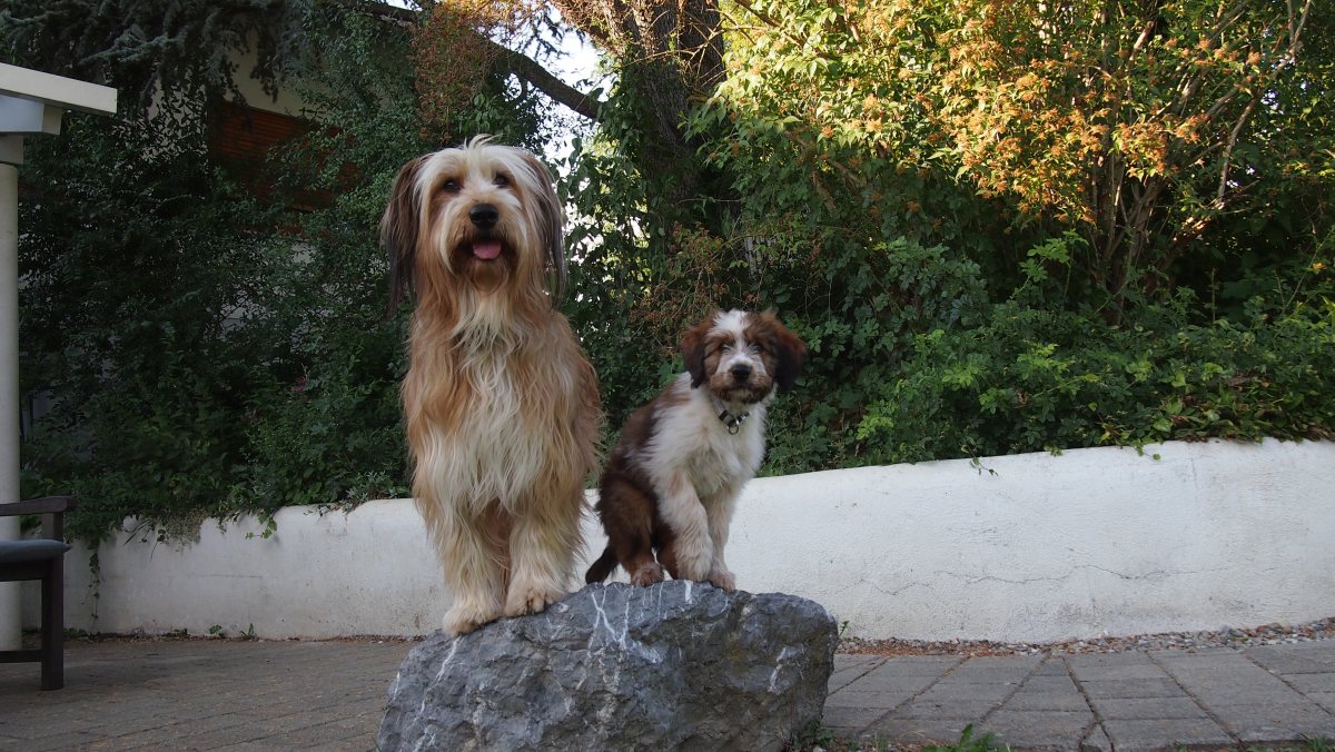 Wäller von der Straubenhalde