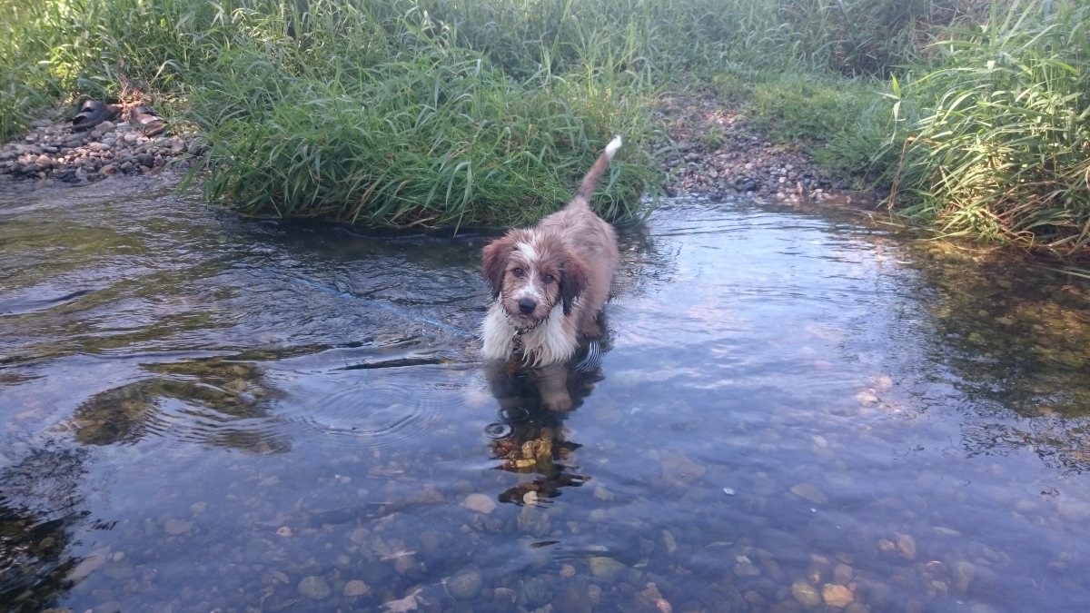 Wäller von der Straubenhalde