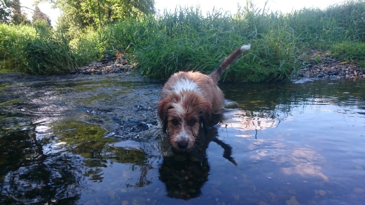 Wäller von der Straubenhalde