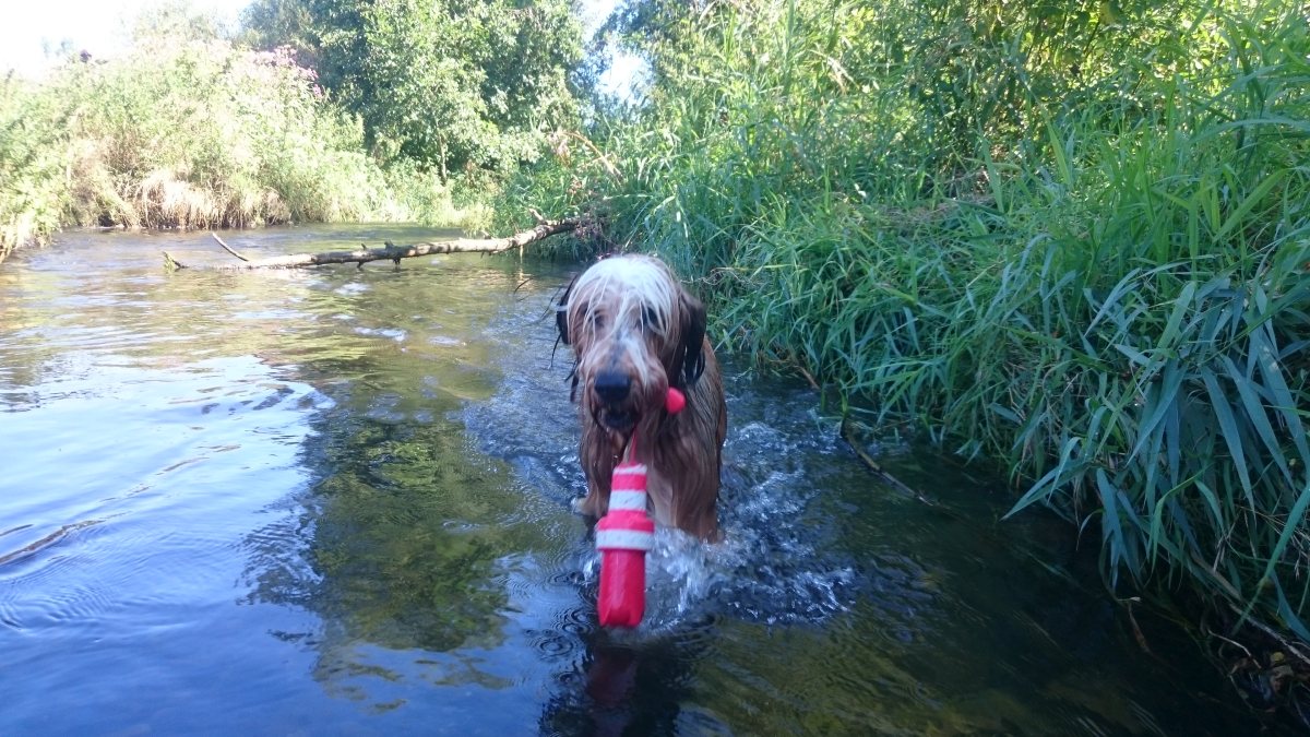 Wäller von der Straubenhalde