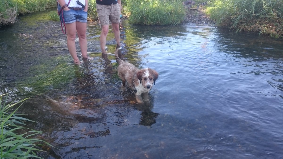 Wäller von der Straubenhalde