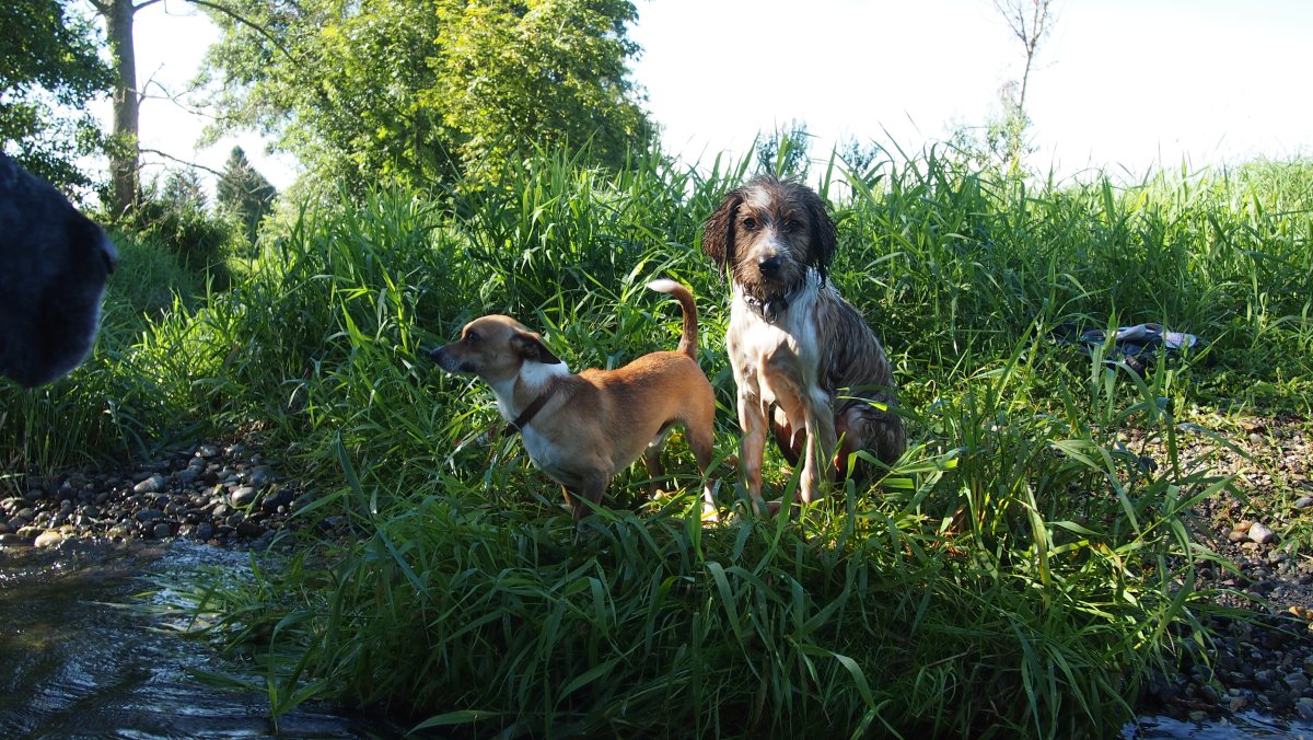 Wäller von der Straubenhalde