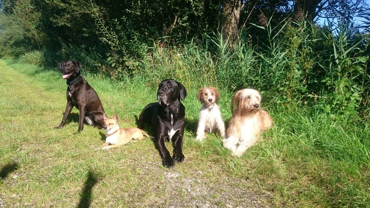 Wäller von der Straubenhalde