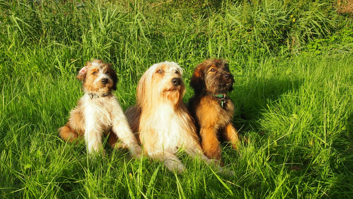 Wäller von der Straubenhalde