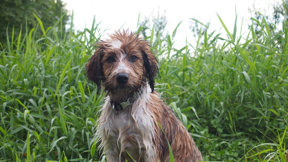 Wäller von der Straubenhalde