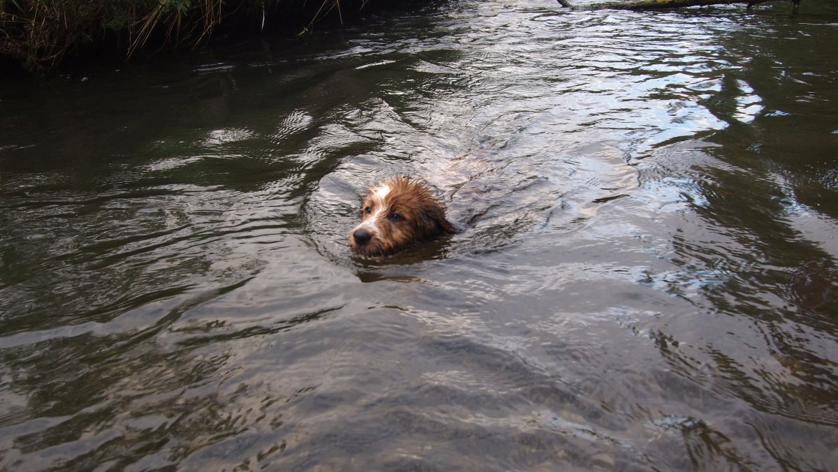 Wäller von der Straubenhalde