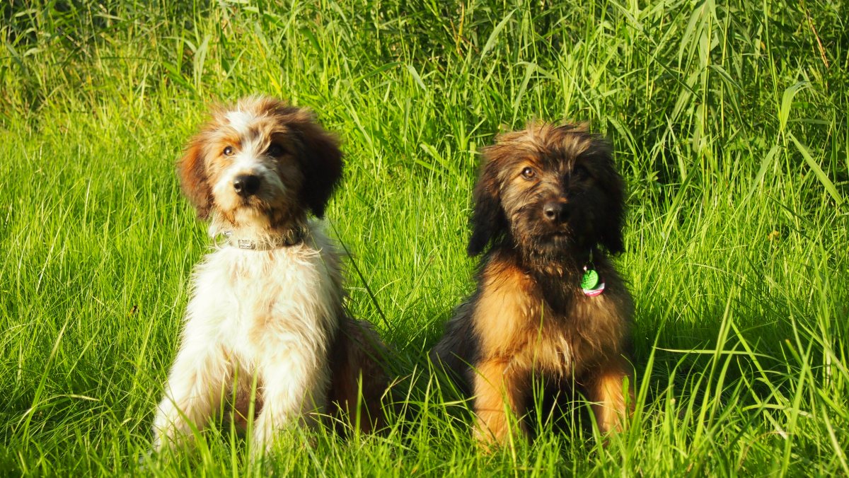 Wäller von der Straubenhalde