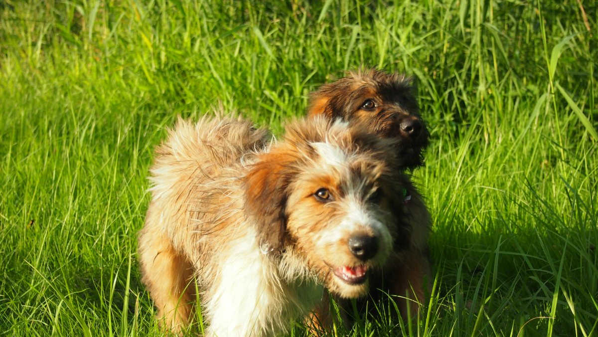 Wäller von der Straubenhalde