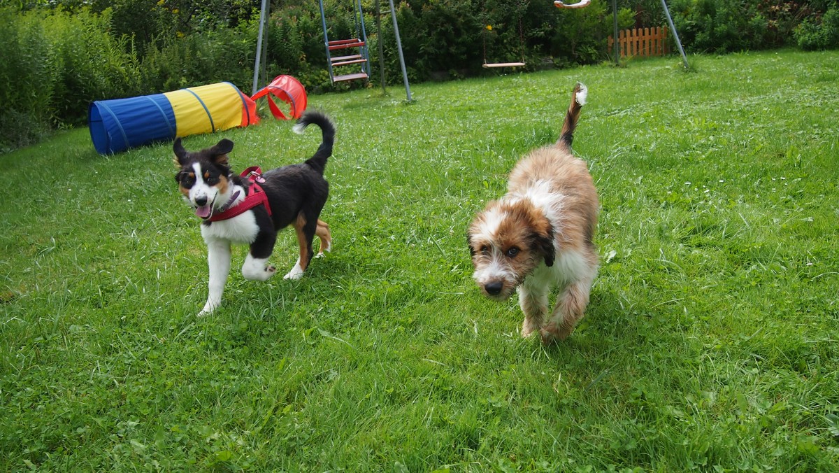 Wäller von der Straubenhalde