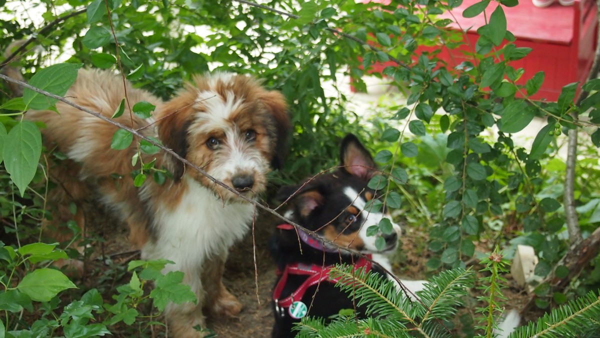 Wäller von der Straubenhalde