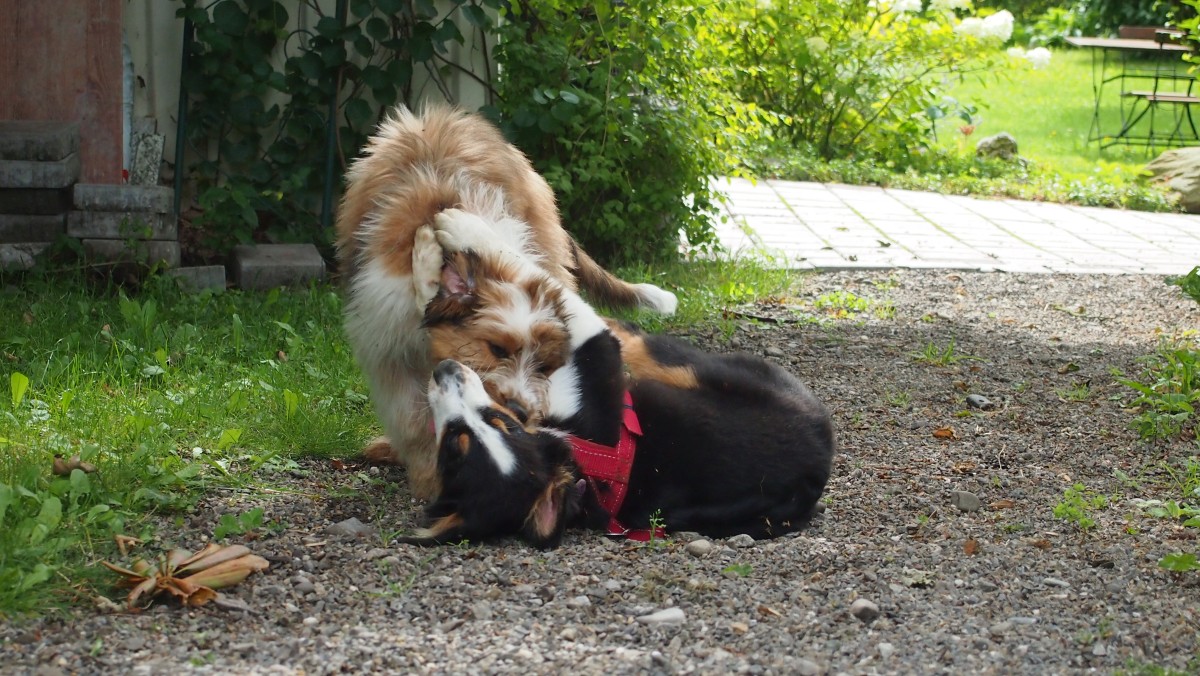 Wäller von der Straubenhalde