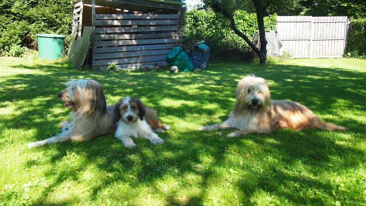 Wäller von der Straubenhalde