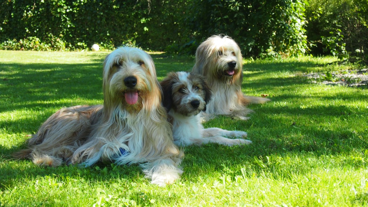 Wäller von der Straubenhalde