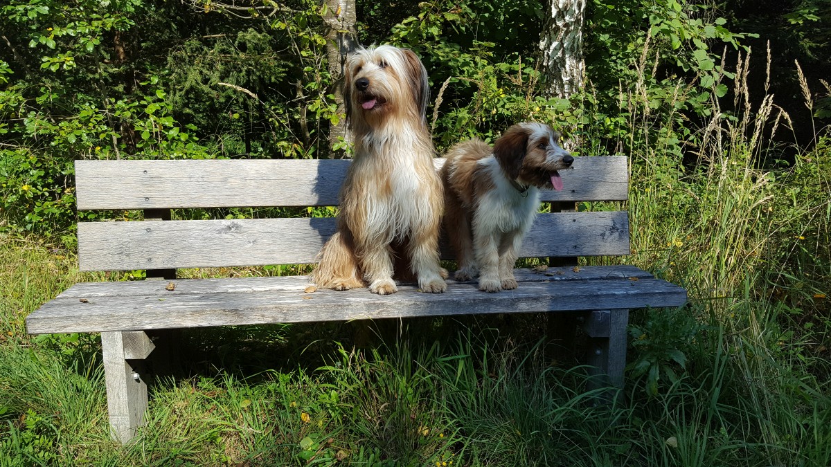 Wäller von der Straubenhalde