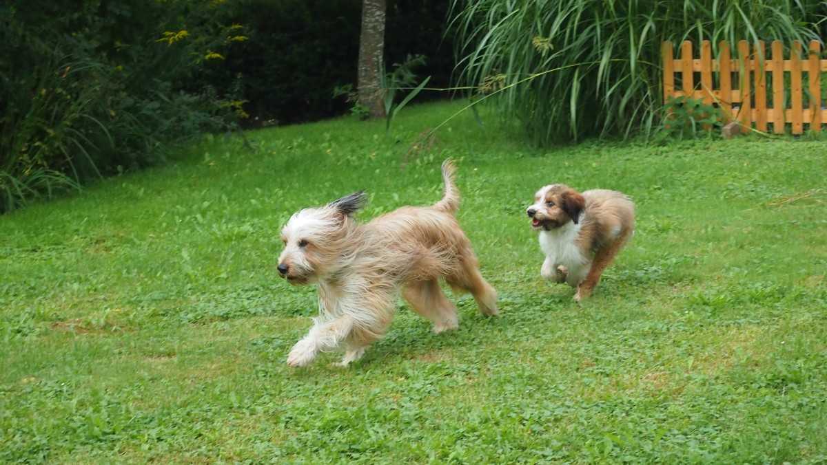 Wäller von der Straubenhalde