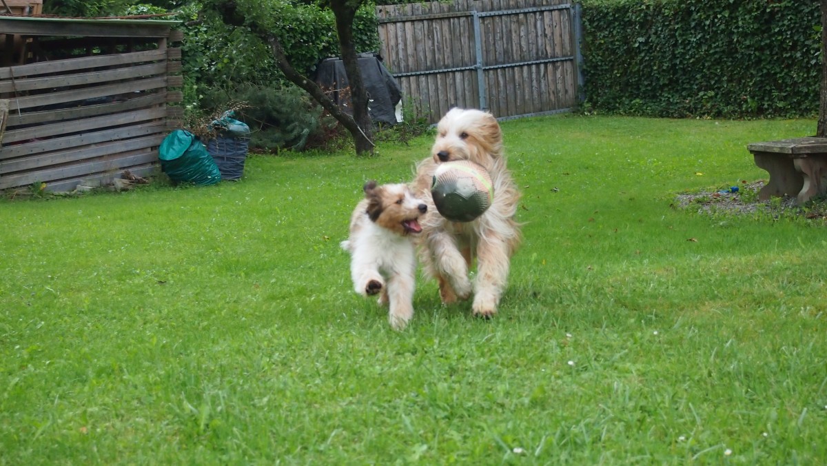 Wäller von der Straubenhalde