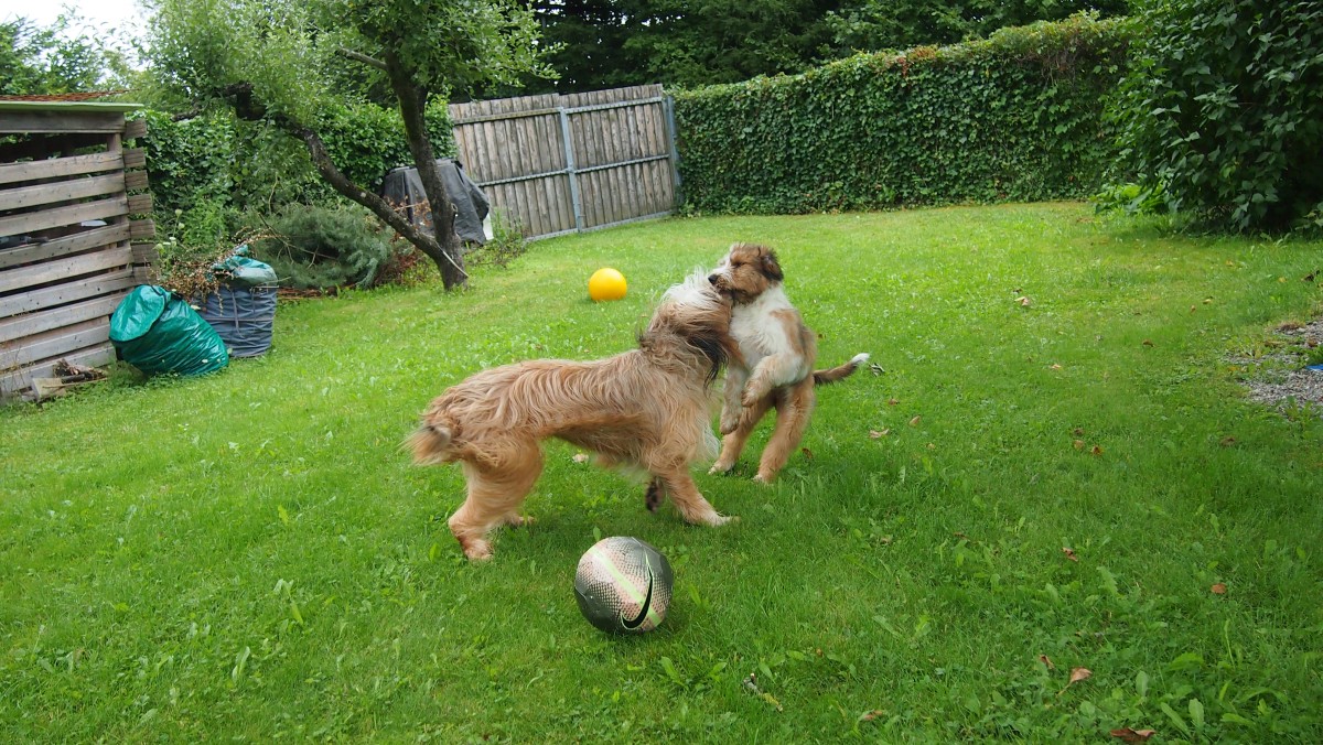 Wäller von der Straubenhalde