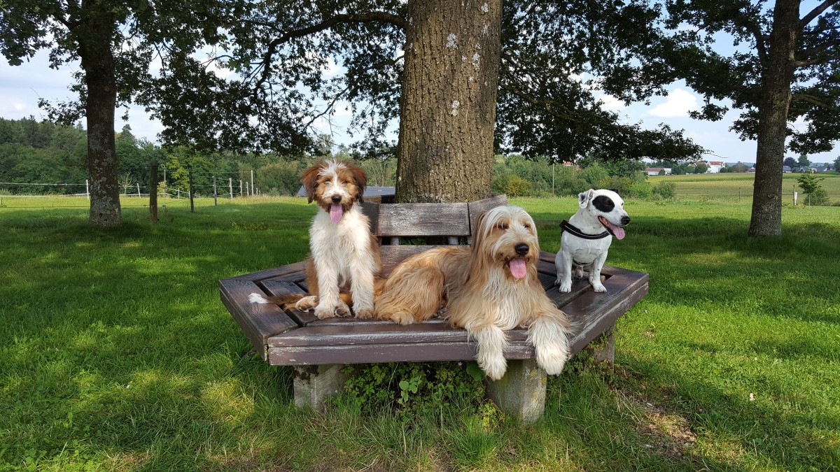 Wäller von der Straubenhalde