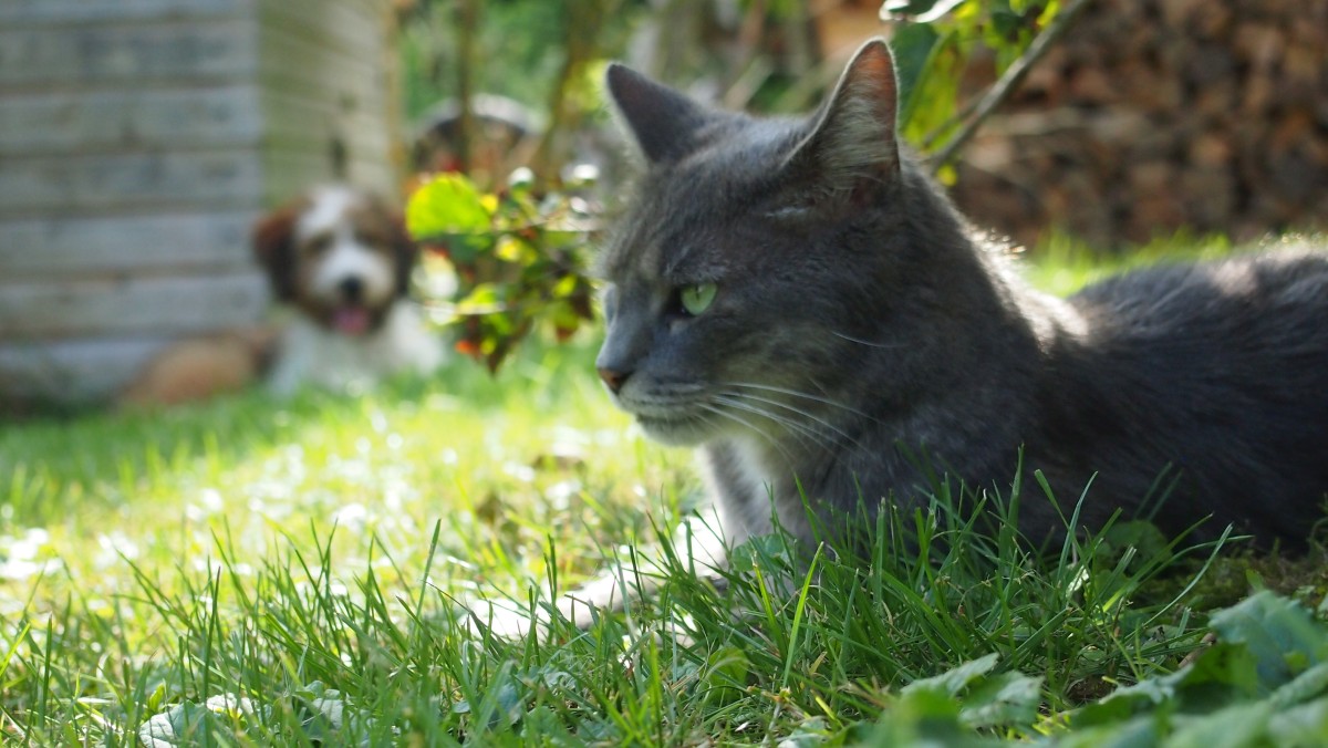 Wäller von der Straubenhalde