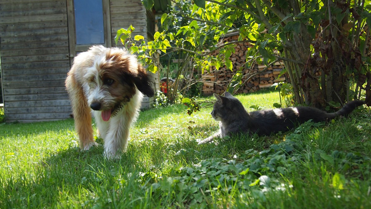 Wäller von der Straubenhalde