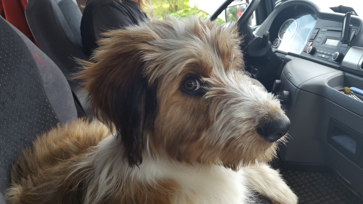 Wäller von der Straubenhalde