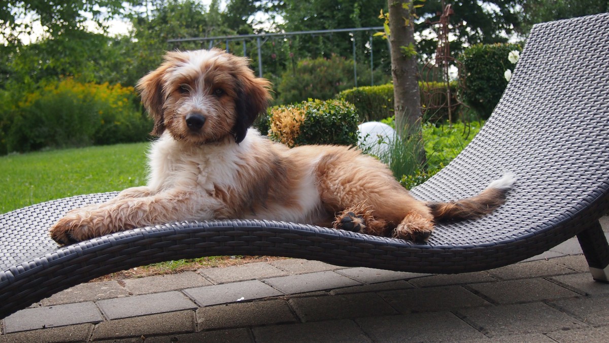 Wäller von der Straubenhalde