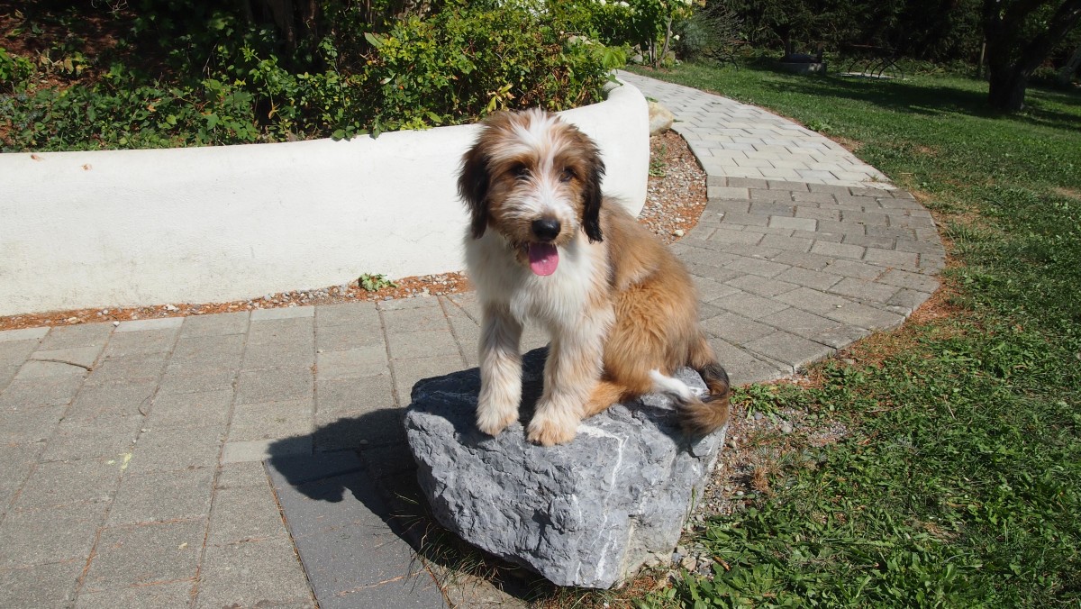 Wäller von der Straubenhalde