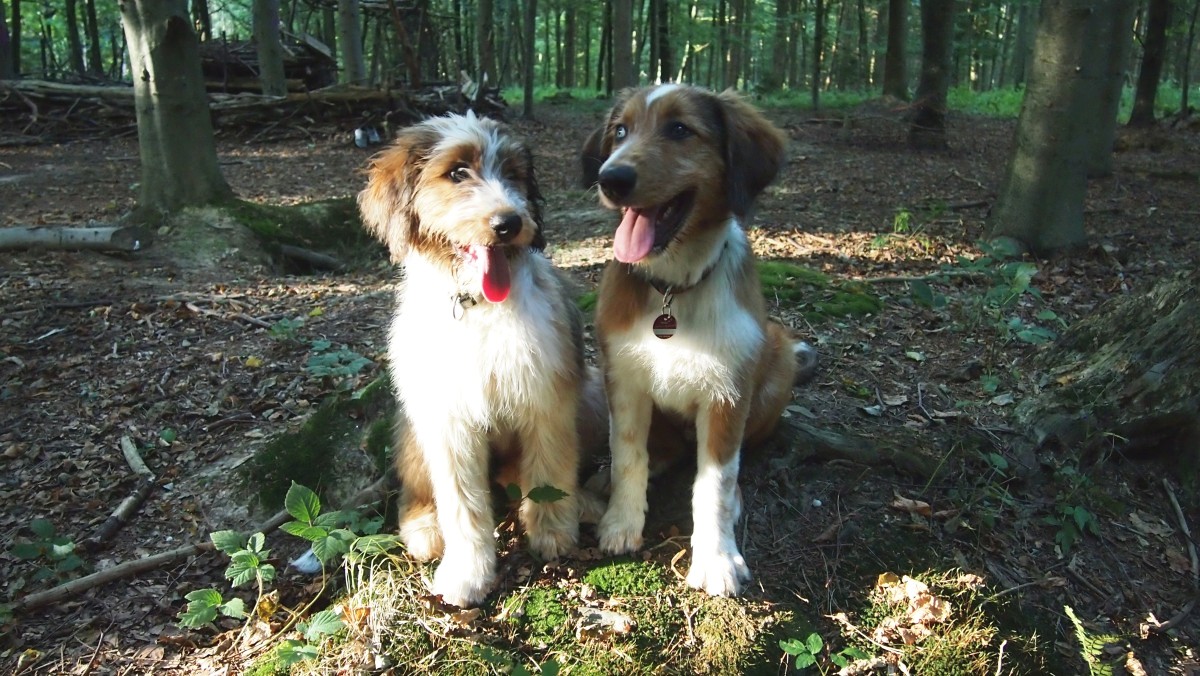 Wäller von der Straubenhalde