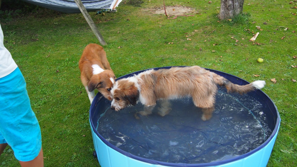 Wäller von der Straubenhalde