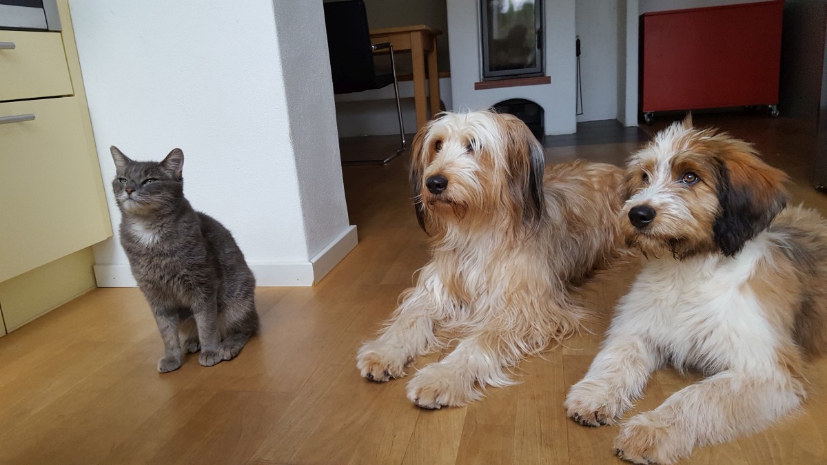 Wäller von der Straubenhalde