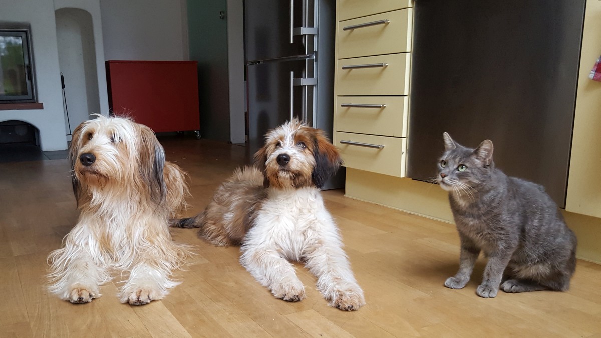 Wäller von der Straubenhalde