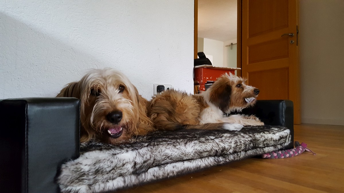 Wäller von der Straubenhalde