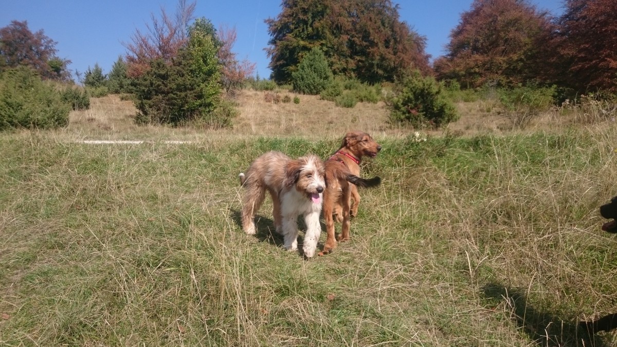 Wäller von der Straubenhalde