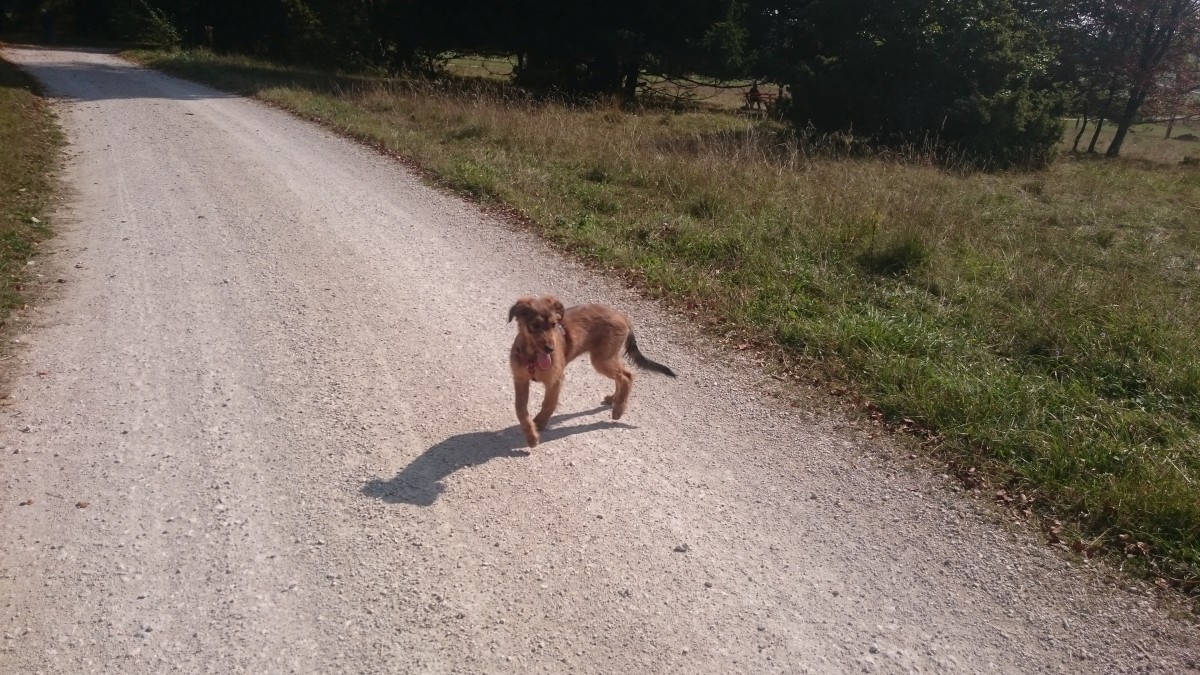 Wäller von der Straubenhalde