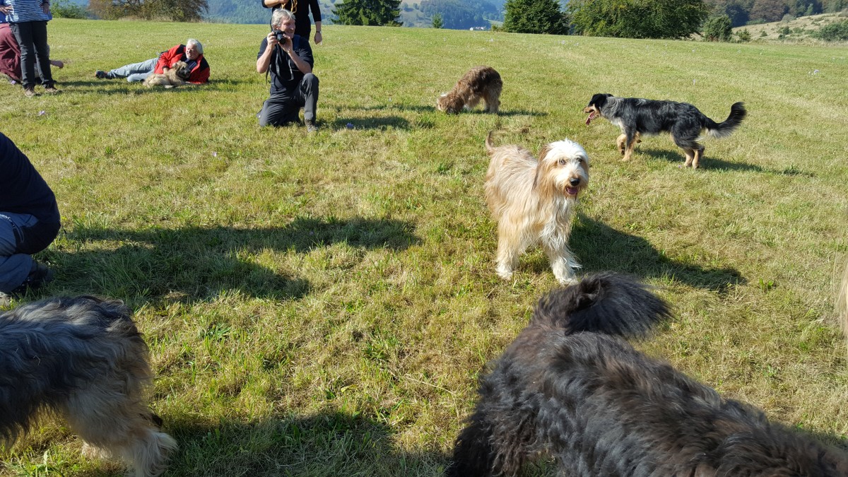 Wäller von der Straubenhalde
